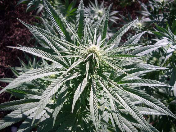 flowering-sativa-marijuana-plant