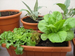 Sembrar verduras y hortalizas en nuestro jardín o terraza | Blog de