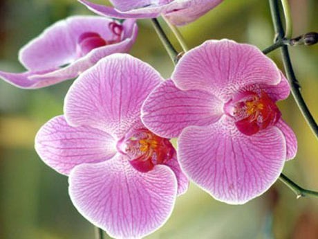plantas-de-interior-orquideas-rosas