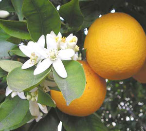 naranjas-1