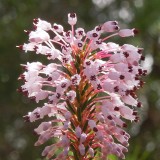 Botanic Serrat Erica mult.3