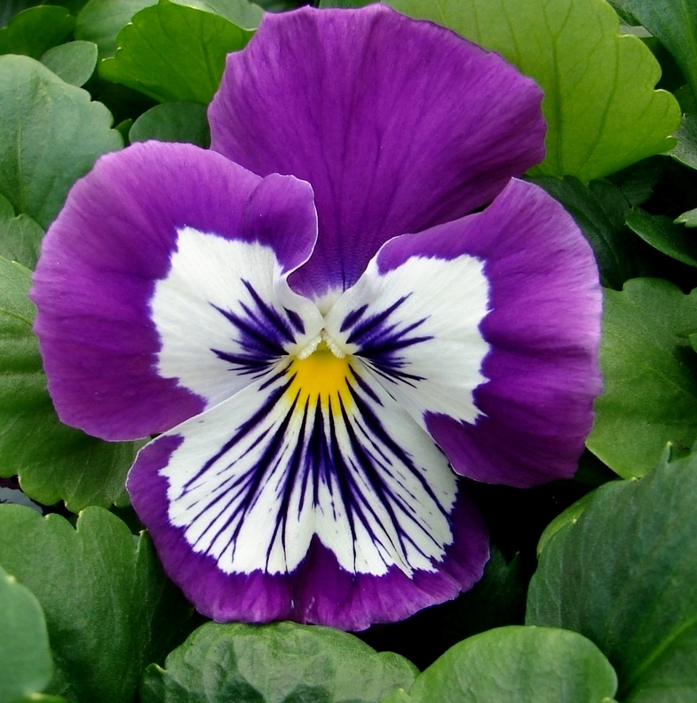 Pansy 'Whiskers Purple & White' (Viola x wittrockiana)