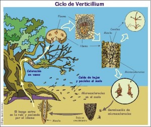 Verticilosis_ciclo